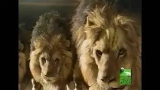 LIONS ATTACKING THE COLTS: SUPER BOWL COMMERCIAL