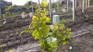 Обломка лише після профілактичної обробки. Не навпаки!