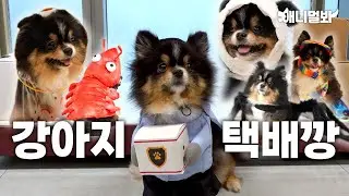 📦 (광고X) 강아지 택배깡 패션쇼 💃🏻 | 📦( NO PROMOTION) Dog package Unboxing Fashion Show 💃🏻