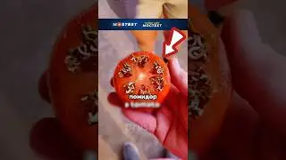 Ни в коем случае не ешьте его😱🍅🤢