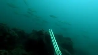 Горячая рыба. Подводная охота в Черном море.