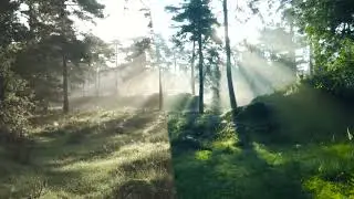 FREE LUT Forest Greeny Sunny - Techayah