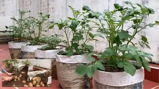 Why do potatoes grown in bags have so many tubers?