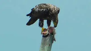 Birds In South Mississippi / Creative Commons Video