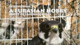 Interviewing a Falcon About Its Language Skills, with English subtitles