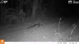 Registros fauna silvestre   RPPN Sesc Pantanal