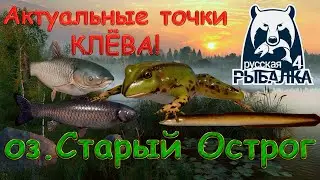 Current fishing spots on Lake Stary Ostrog. Current as of October 10, 2025. Russian Fishing 4.