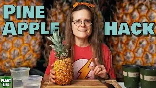 Can You Grow Four Pineapples From One?