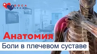 Анатомия боли в плечевом суставе