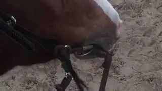 shank