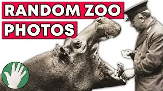 Random Zoo Photos - Objectivity 226