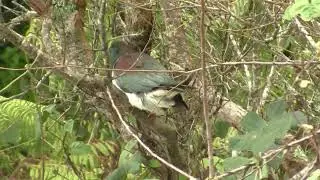 New Zealand Pigeon. Новозеландский плодоядный голубь (2510sp)