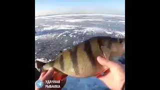 Огромный окунь на балансир) Я Таких не видел уже давно!