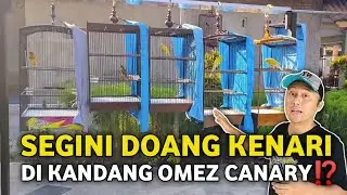 REVIEW OF OMEZ CANARY COLLECTION‼️ONLY 32 CANARIES