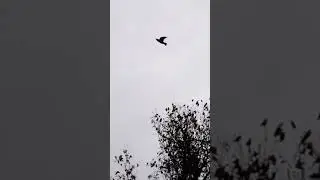 свиристели на рябине