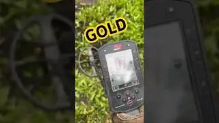 Minelab Manticore Found GOLD