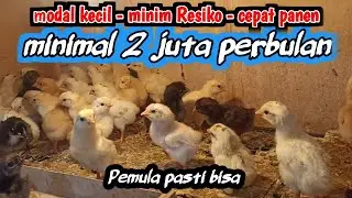 INI CARANYA ‼️  Supaya beternak ayam kampung cepat panen dan pasti menguntungkan