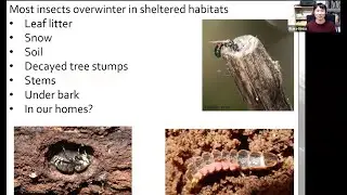 2024 Gardening Green Expo - The Secret Lives of Bugs – Blake Dinius, Plymouth County Entomologist