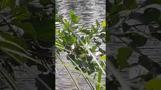 Поiздка на озеро. Trip to the lake.