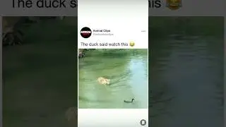 #funny #duck #tiger