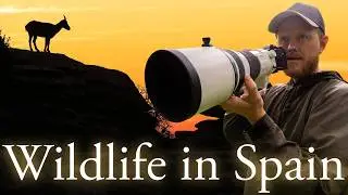 Finding Wildlife in Spain | Photographing Iberian Ibex