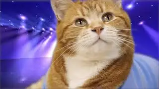 Keyboard Cat Blue Chip Oldie!
