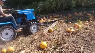 Згортання гарбузів 08.09.24