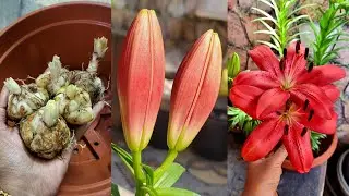 my first asiatic lily...😍😇❤️🥀