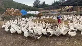 Kaz usülü tavaf #goose