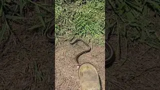 She ain't Happy! #snake #homestead #outdoors