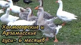 Гуси Холмогорской и Арзамасской породы - 6 месяцев