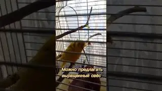 ЗЕЛЕНЬ ПОПУГАЮ ЗИМОЙ❄️❄️❄️ 