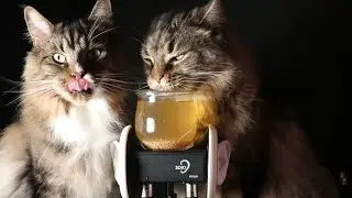 ASMR With My Cats 😻