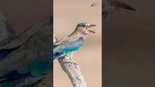 Bird photography with basic camera                  #youtubehorts #shortvideo #birdsanctuary