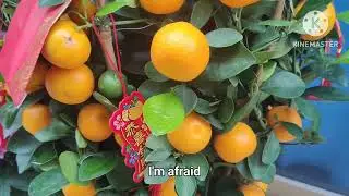 Lime fruit or calamansi daming bunga vitamin C  welcome to my premier live from Hong Kong 