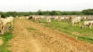 Kankrej Cows In Thar Desert || Kankrej Cow with Kankrej Bull || Kankrej Cow