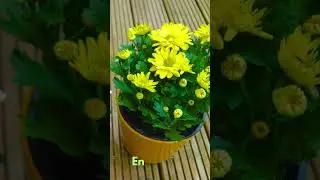 Top 10 Air-Purifying Plants Approved by NASA | #AirPurifyingPlants #IndoorPlants #GreenLiving