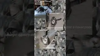 Мудрости от Котяры #мем #жиза #ладно #пон #рофл #вреки #ржака #хэштег #прикол #цитаты