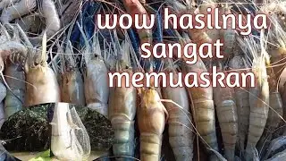 menjala seharian wow hasilnya sangat memuaskan..