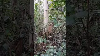 Brown lemur is licking a branch with a snack. Madagascar