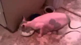 Приколы с кошками! Смешное видео! Говорящий кот! Talking Cat! Funny cat!