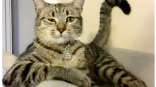 Самое СМЕШНОЕ видео из жизни с КОТАМИ#funnyvideo#like#hilarious#кот #funnymoments#коты#смешнойкот