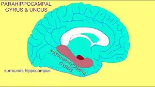 PALEOCORTEX: PARAHIPPOCAMPAL GYRUS & UNCUS