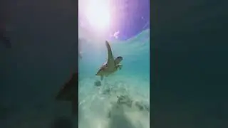 Underwater Paradise 🌊🇲🇺🐠☀️ #insta360 #snorkeling #shorts
