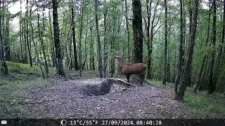 Cervo che bramisce 🦌 - Cervus elaphus #fototrappolaggio #cervo #trailcamera #coolife