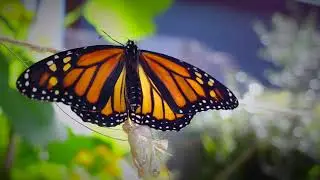 Monarch Butterfly Development after Hatching in Morro Bay, California