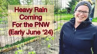 How to Protect Tomatoes with Heavy Rains Expected | PNW Zone 8b