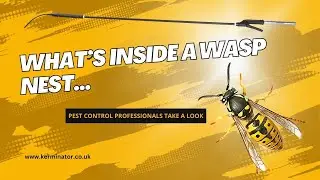 What's inside a wasp nest - CLOSE UP VIEW after Kerminator® treatment (2024)