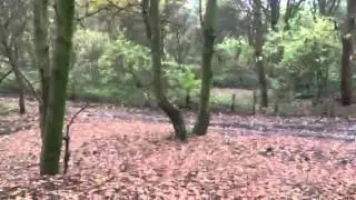 Shooting a pop bottle