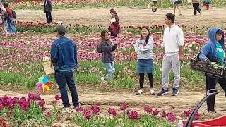 HAPPY BOBBY ON TULIP FARM IN NIAGARA